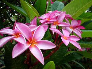 Preview wallpaper plumeria, pink, flowers, leaves, tender