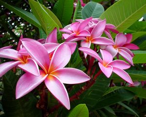 Preview wallpaper plumeria, pink, flowers, leaves, tender