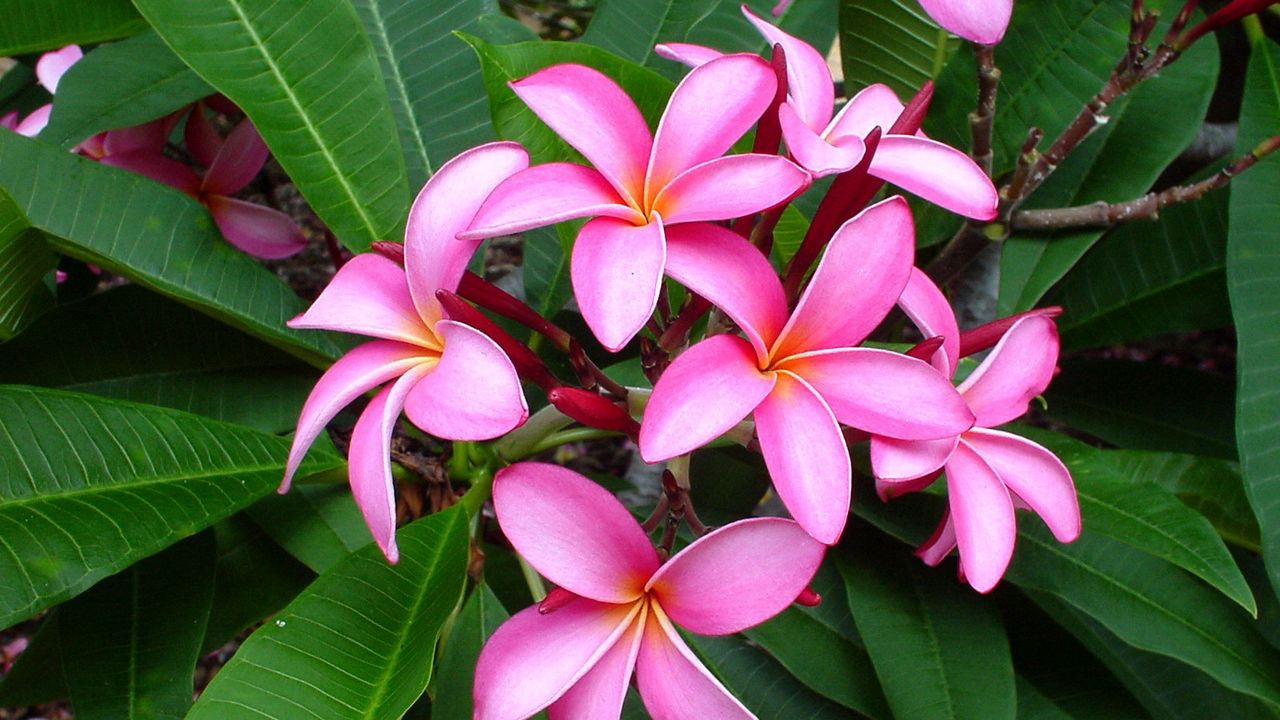 Wallpaper plumeria, pink, leaves, softness hd, picture, image