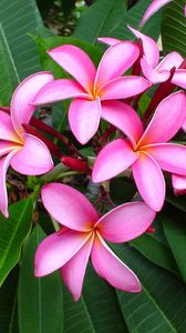 Preview wallpaper plumeria, pink, leaves, softness