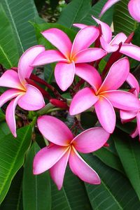 Preview wallpaper plumeria, pink, leaves, softness