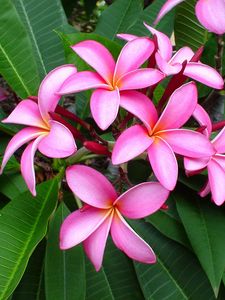 Preview wallpaper plumeria, pink, leaves, softness