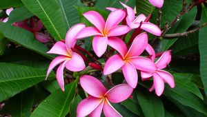 Preview wallpaper plumeria, pink, leaves, softness