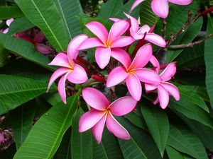 Preview wallpaper plumeria, pink, leaves, softness