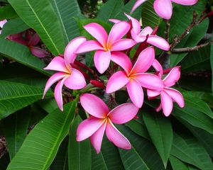 Preview wallpaper plumeria, pink, leaves, softness