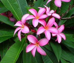 Preview wallpaper plumeria, pink, leaves, softness