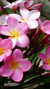 Preview wallpaper plumeria, pink, leaves, logs, beauty