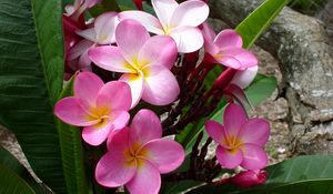 Preview wallpaper plumeria, pink, leaves, logs, beauty