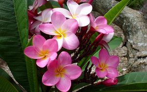 Preview wallpaper plumeria, pink, leaves, logs, beauty