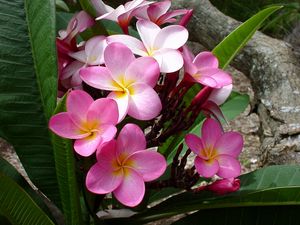 Preview wallpaper plumeria, pink, leaves, logs, beauty