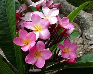 Preview wallpaper plumeria, pink, leaves, logs, beauty