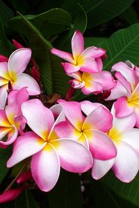 Preview wallpaper plumeria, pink, leaves, close-up