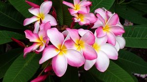Preview wallpaper plumeria, pink, leaves, close-up