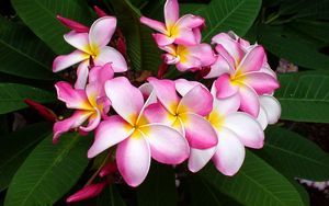 Preview wallpaper plumeria, pink, leaves, close-up