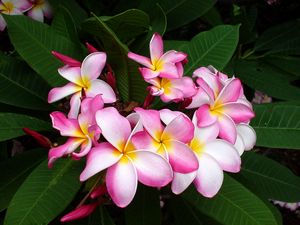 Preview wallpaper plumeria, pink, leaves, close-up