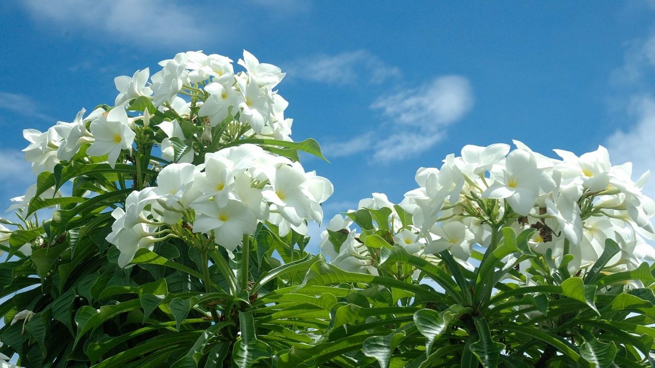 Wallpaper plumeria, tropical, blossom, sky, sun