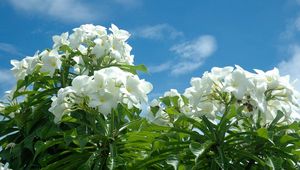 Preview wallpaper plumeria, tropical, blossom, sky, sun