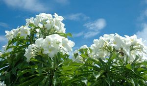 Preview wallpaper plumeria, tropical, blossom, sky, sun