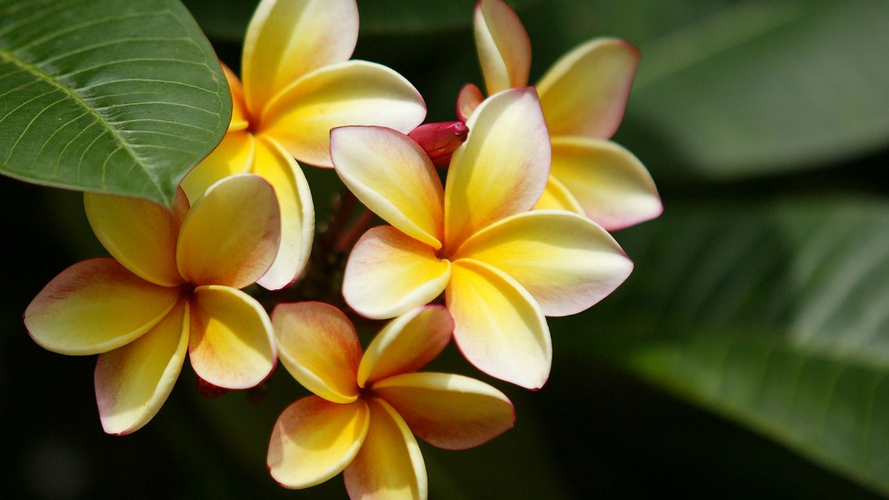 Wallpaper plumeria, yellow, bushes, leaves, blurring hd, picture, image