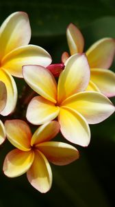 Preview wallpaper plumeria, yellow, bushes, leaves, blurring