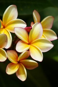 Preview wallpaper plumeria, yellow, bushes, leaves, blurring