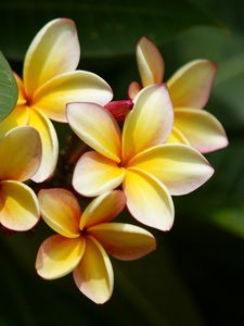 Preview wallpaper plumeria, yellow, bushes, leaves, blurring