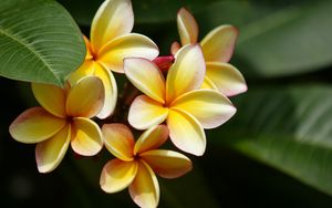 Preview wallpaper plumeria, yellow, bushes, leaves, blurring