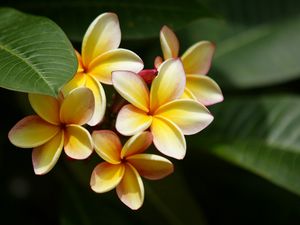 Preview wallpaper plumeria, yellow, bushes, leaves, blurring