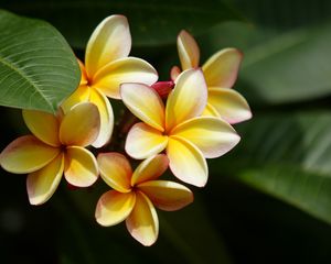 Preview wallpaper plumeria, yellow, bushes, leaves, blurring