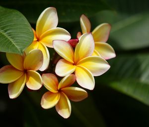 Preview wallpaper plumeria, yellow, bushes, leaves, blurring