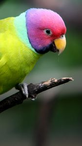 Preview wallpaper plum-headed parakeet, parrot, bird, branch