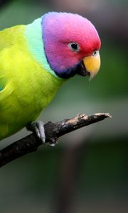 Preview wallpaper plum-headed parakeet, parrot, bird, branch