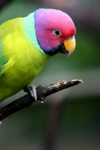 Preview wallpaper plum-headed parakeet, parrot, bird, branch