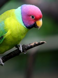 Preview wallpaper plum-headed parakeet, parrot, bird, branch