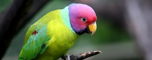 Preview wallpaper plum-headed parakeet, parrot, bird, branch