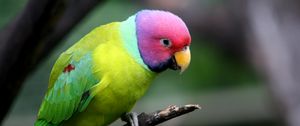 Preview wallpaper plum-headed parakeet, parrot, bird, branch