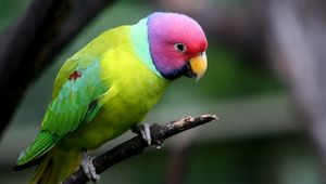 Preview wallpaper plum-headed parakeet, parrot, bird, branch