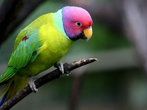 Preview wallpaper plum-headed parakeet, parrot, bird, branch