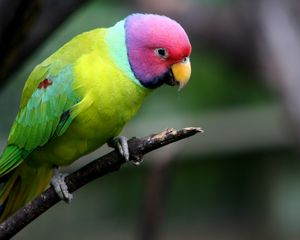 Preview wallpaper plum-headed parakeet, parrot, bird, branch