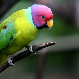 Preview wallpaper plum-headed parakeet, parrot, bird, branch