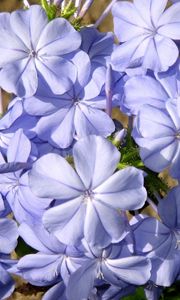 Preview wallpaper plyumbago, flower, blue, close-up