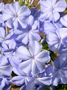 Preview wallpaper plyumbago, flower, blue, close-up