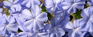 Preview wallpaper plyumbago, flower, blue, close-up