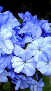 Preview wallpaper plyumbago, flowers, blossom, blue, close-up