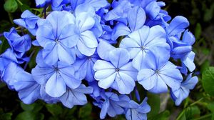 Preview wallpaper plyumbago, flowers, blossom, blue, close-up