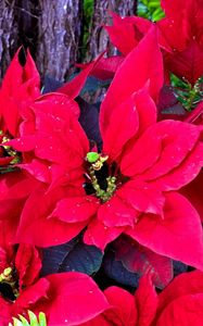 Preview wallpaper poinsettia, bright, greens, flowers