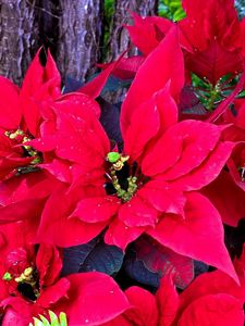 Preview wallpaper poinsettia, bright, greens, flowers