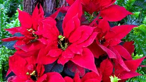 Preview wallpaper poinsettia, bright, greens, flowers