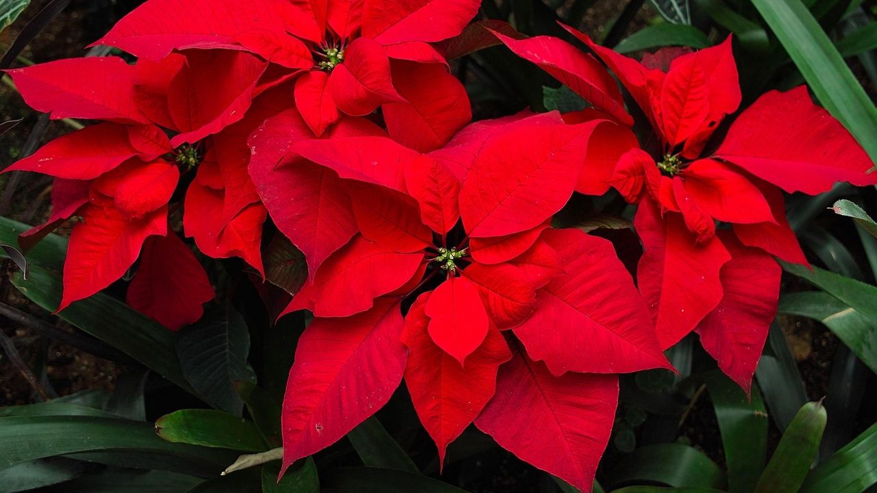 Wallpaper poinsettia, flower, bright, red