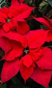 Preview wallpaper poinsettia, flower, bright, red